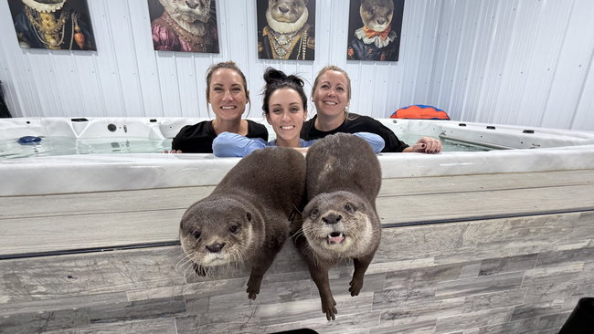 Swim with Otters