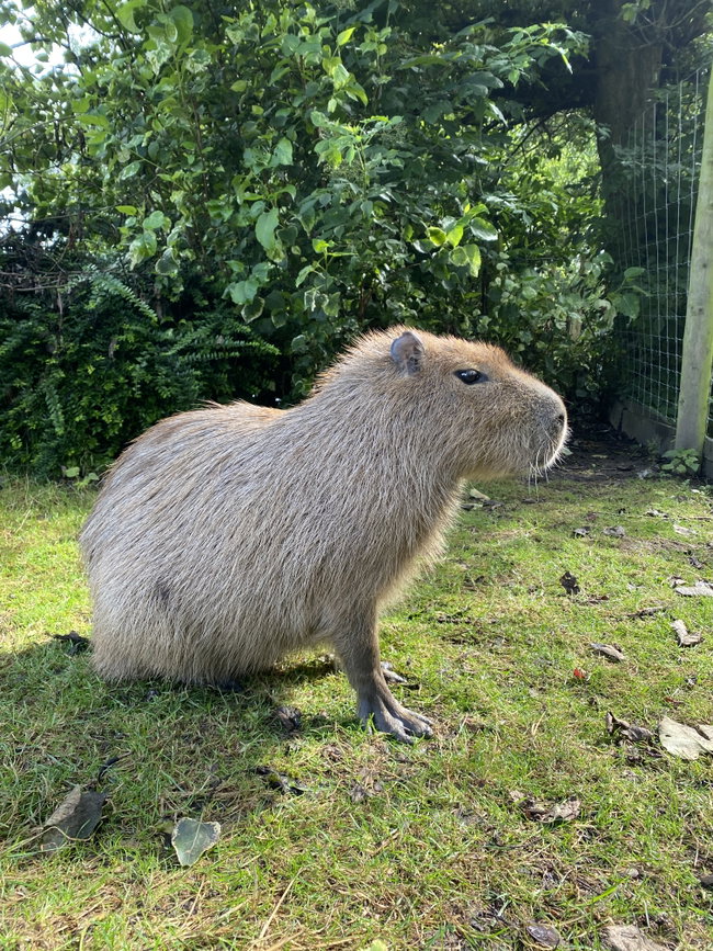 Capybara Experience (Gift)