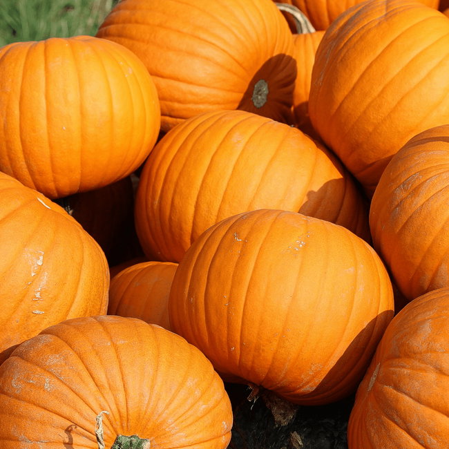 Pick Your Own Pumpkins - choose tickets, then pick an available date!