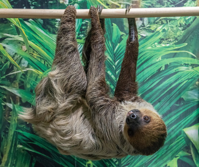 Sloth Encounter