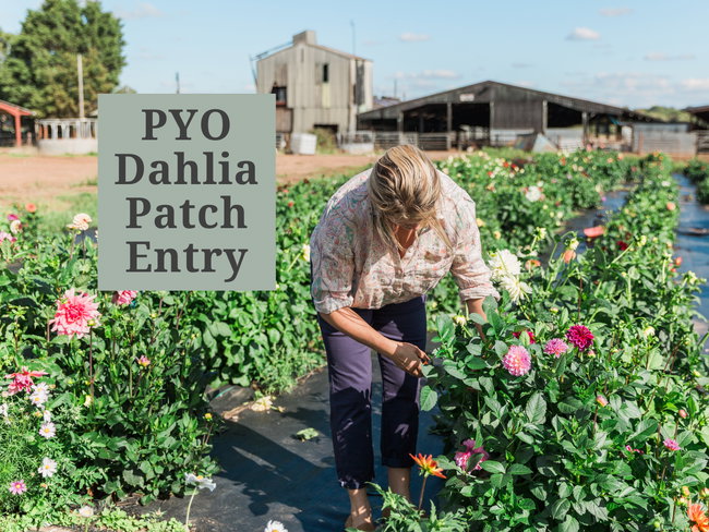 PYO Dahlia Patch Entry