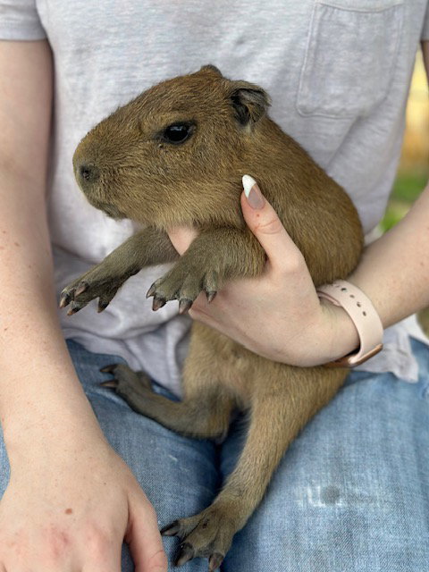 Ultimate Animal Experience! Full Interactive Tour!