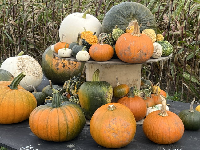 Halloween mazes 2026