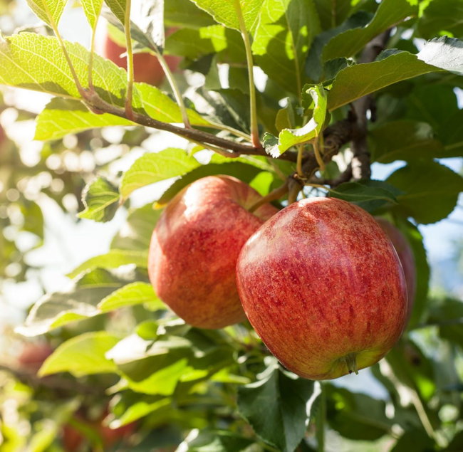 Pick Your Own Apples - choose tickets, then pick an available date!