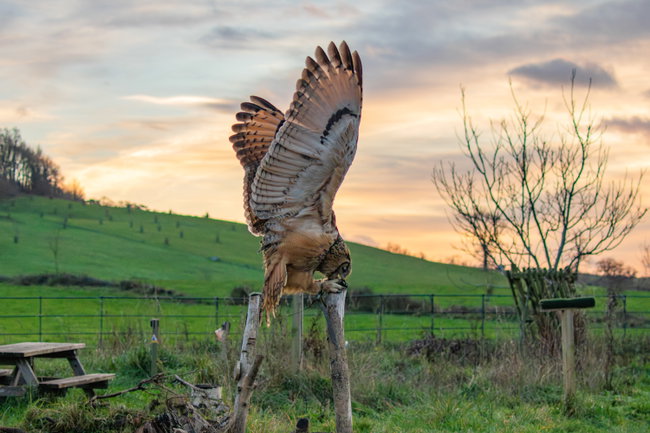 Owl Evenings 