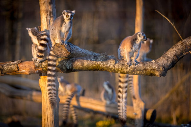 Wellbeing with Wildlife