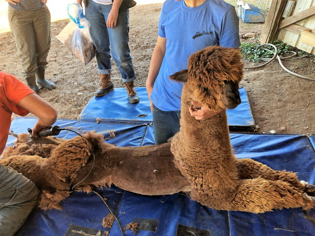 Shearing Day Volunteers