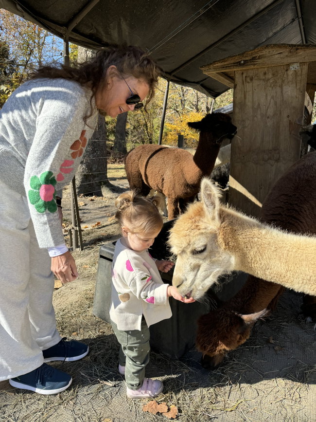 Alpacas NJ | Hidden Brook Ranch Alpaca