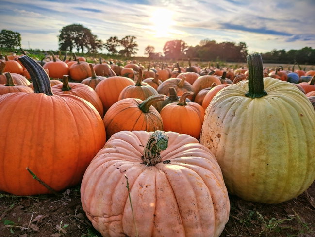 The Pumpkin Place Wolston - Daytime
