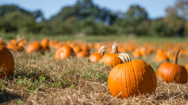 Quiet Pumpkin Picking