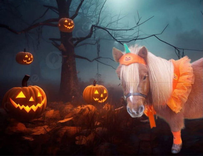 Halloween Pony Party Indoors at the old redgates farm Fambridge rd maldon cm96nl 