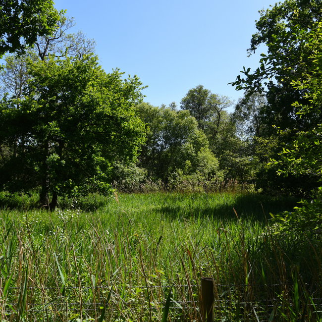 Askham Bog