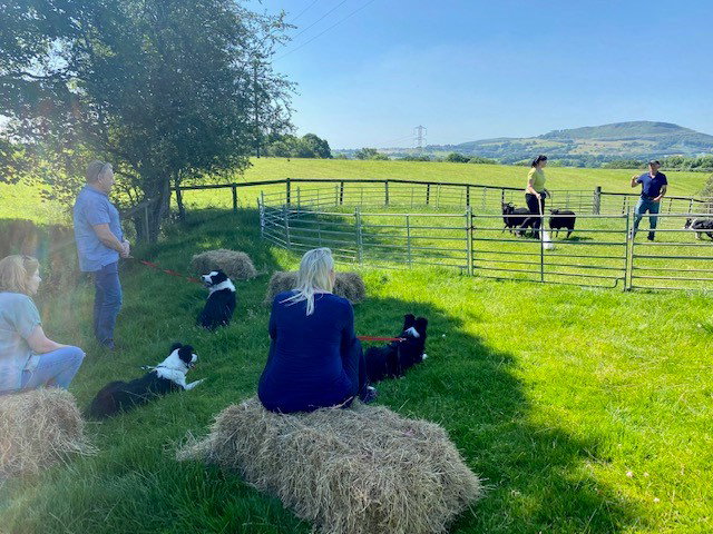 Sheepdog Experience
