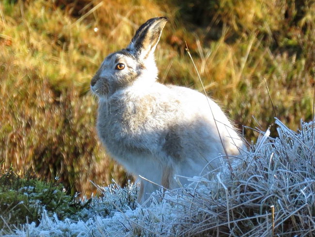 Mountain Hare Discovery Experience - Bespoke private guided walk