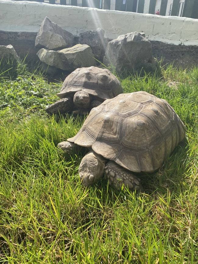African Spurred Tortoise Experience (Gift)
