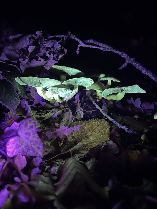 UV Fungi Walk - Saturday 24 October