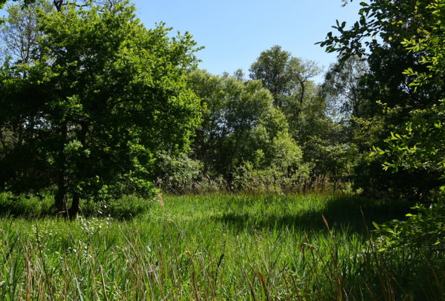 From a Tiny Acorn: 80 Years of
the Yorkshire Wildlife Trust