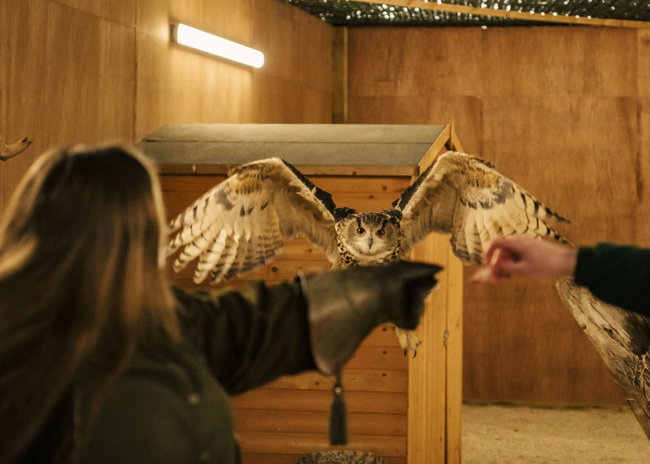 Owl Evenings 