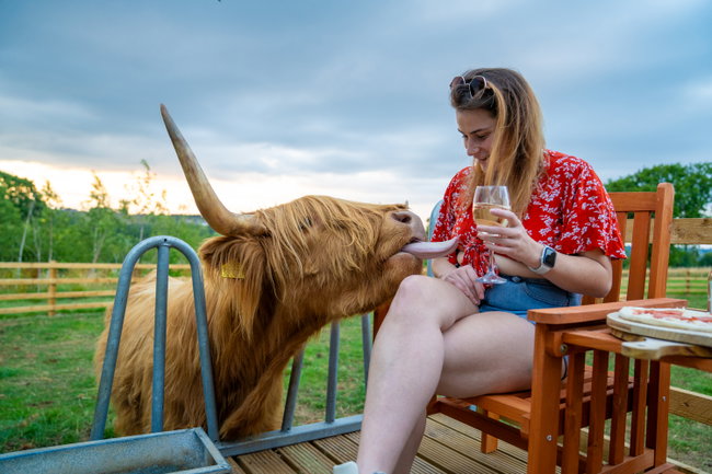Highland Cow (Pizza Evening) 2-4 guests