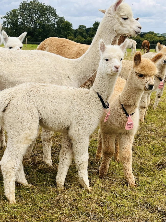 Family/Group of 4 Alpaca Trek Experience