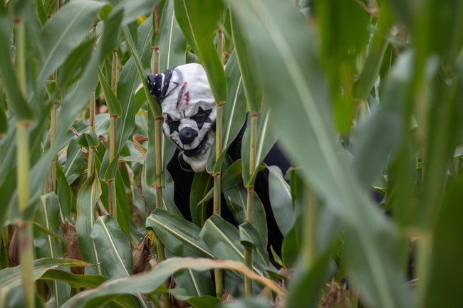 Haunted Harvest (Haunted corn maze experience)