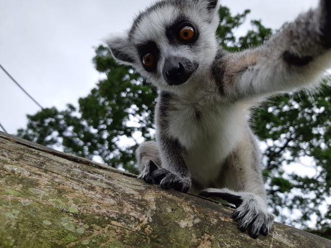 The Ultimate Animal Experience for 1 Adult 