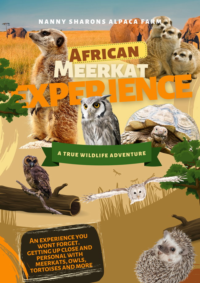 Nanny Sharon’s African Meerkat Experience