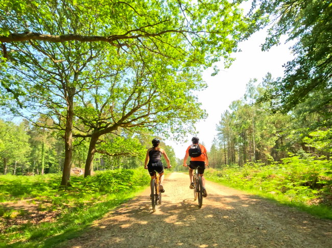 Full-Day Guided Cycle Tour: Explore the New Forest from Lymington