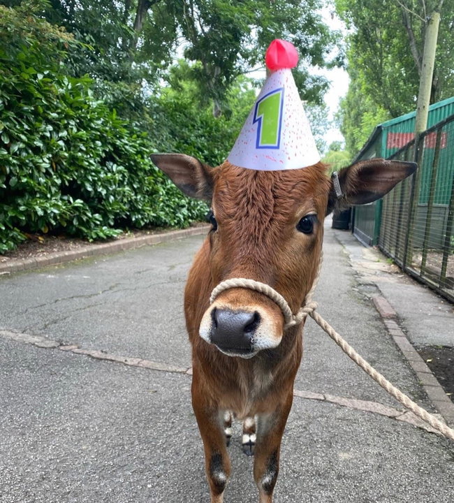 KIDS BIRTHDAY PARTIES