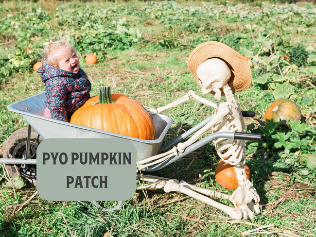 PYO Pumpkin Patch Entry