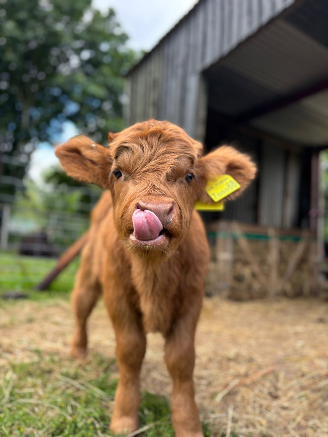 Bottle Feed Clover Our Baby Highland Cow