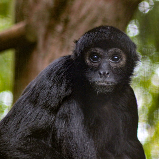 Monkey Feeding Experience For One Gift Voucher