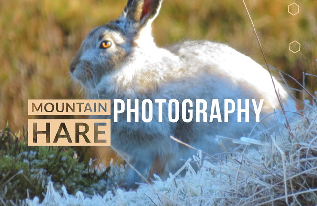 Mountain Hare Photography Experience