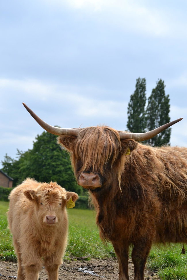 Teenage Animal Club - full week booking
