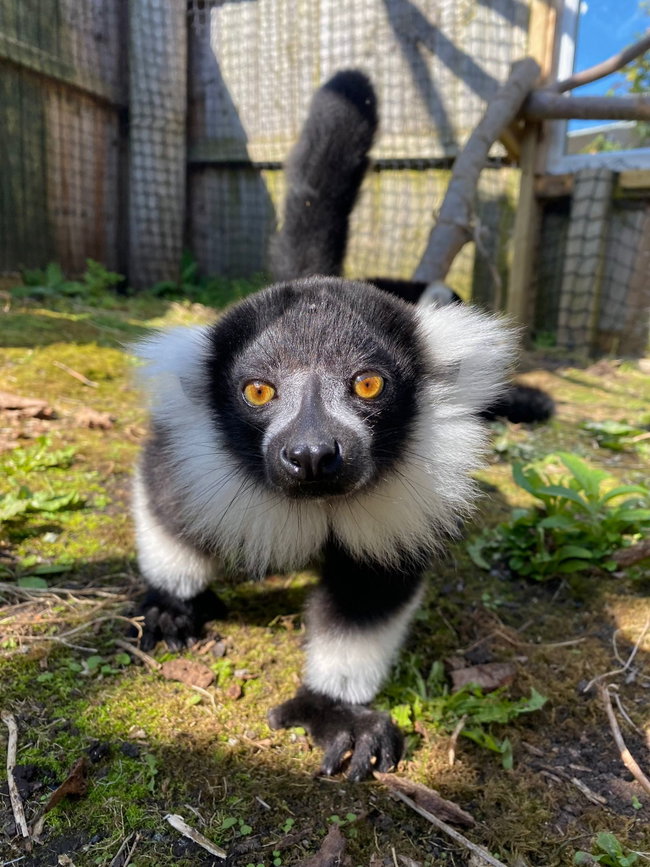 Black&White Ruffed Lemur Experience (Gift)