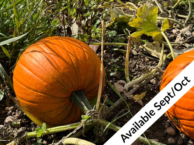Pumpkin Experience