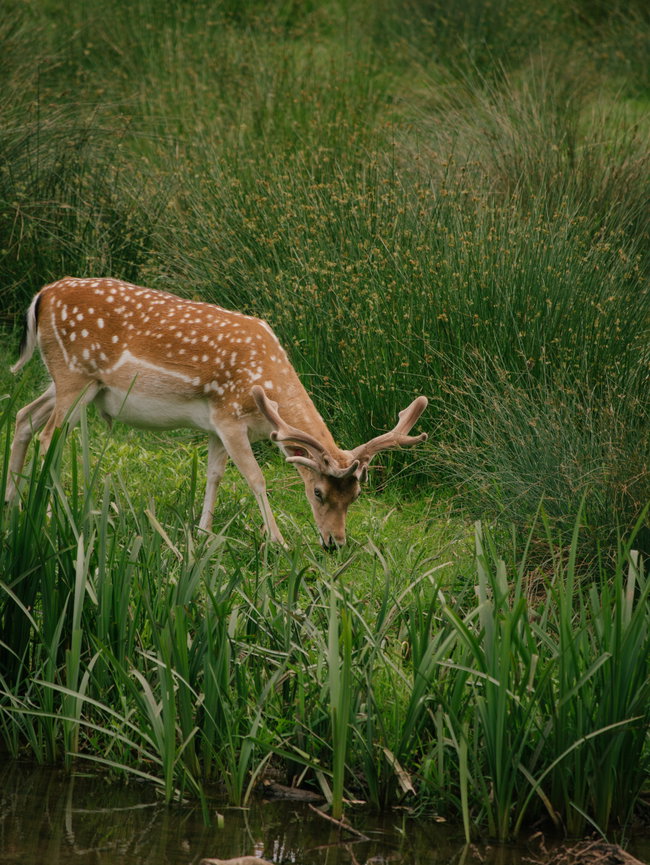 Deer Park Safari 