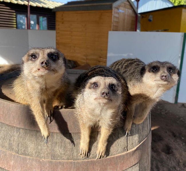 Meerkat Experience (Gift)