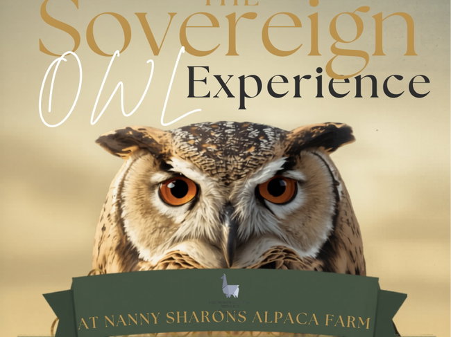 Sovereign Owl Experience 