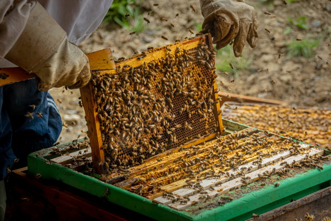 An Hour with the Bees - morning session
