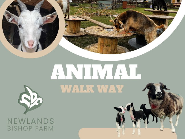 Newlands Bishop Farm Animal Walk Way 