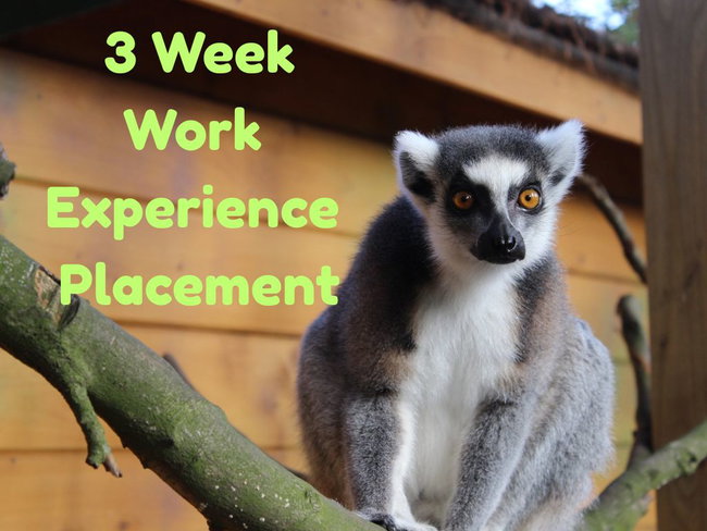 3 Week Work Experience Placement