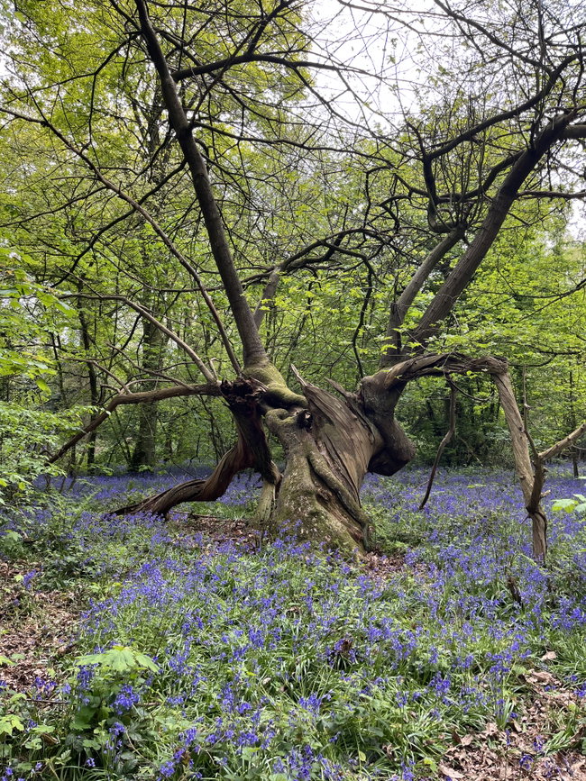 Annual Bluebell Walk