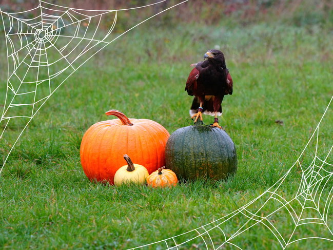 Halloween Haunted Hawks - 28 October 