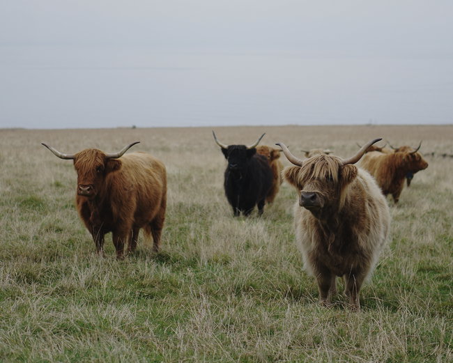 The Highland Cow Experience