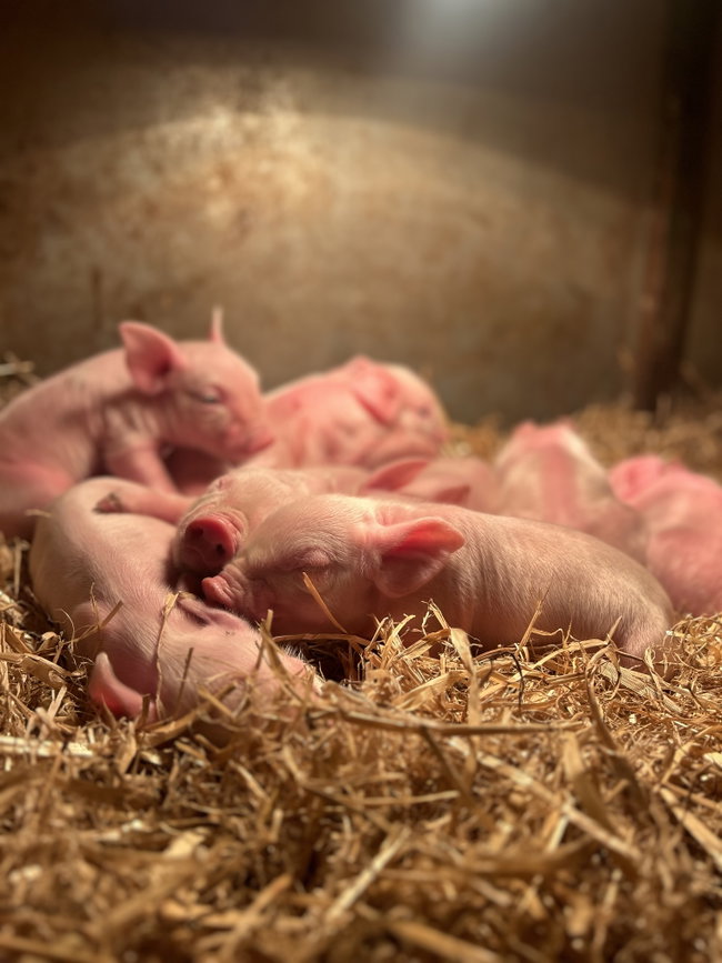 PIGLET SPONSORSHIP