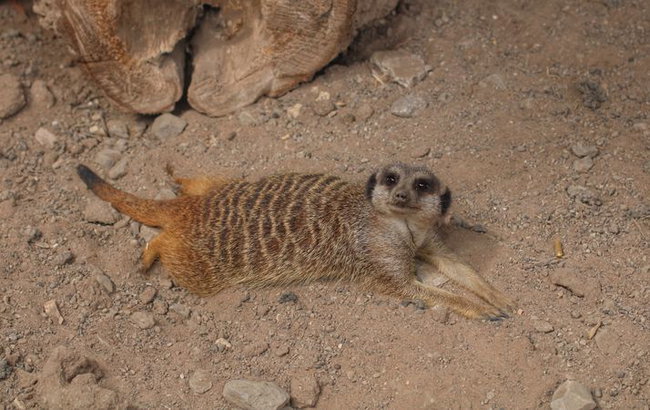 Meerkat Adoption Pack (1 Year)