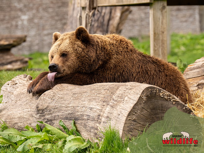 Adopt a Bear