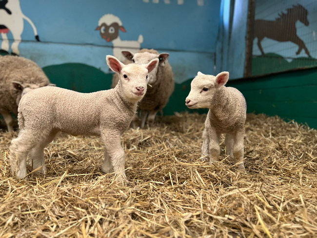 LAMB SPONSORSHIP