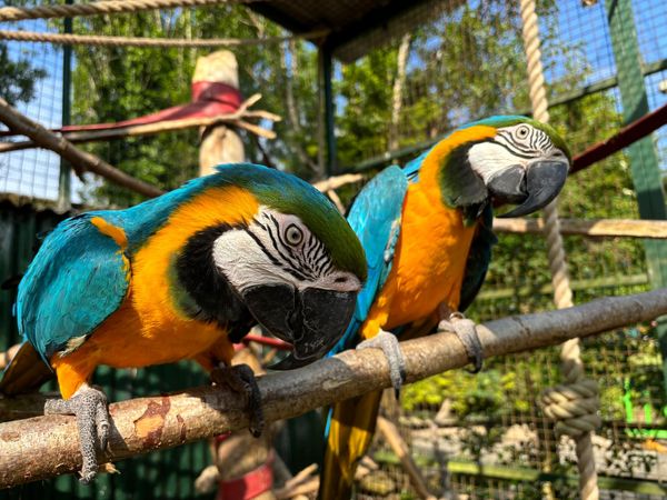 Macaw Adoption Pack (1 Year)